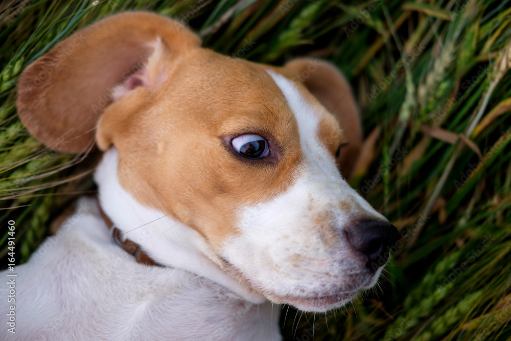 The Beagle lies in a wheat field The Beagle lies in a wheat field