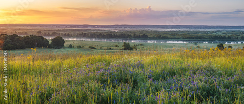 Meadow covered with wildflowers in the morning