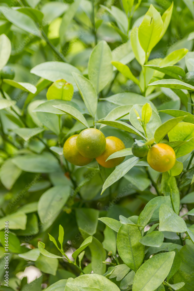 Closeup of tangerine tree with fruits