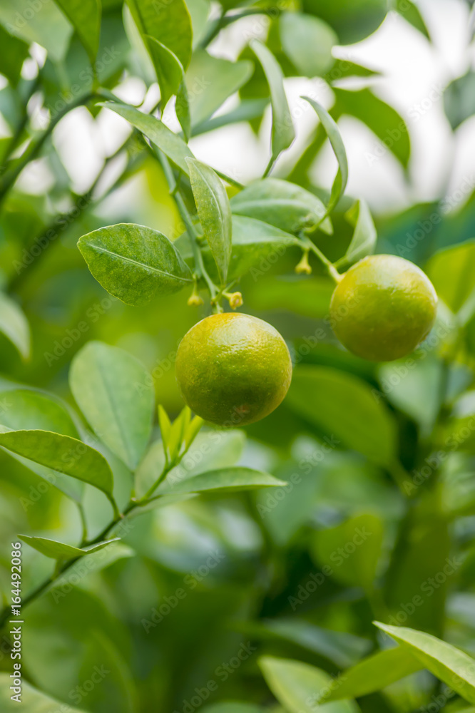 Closeup of tangerine tree with fruits