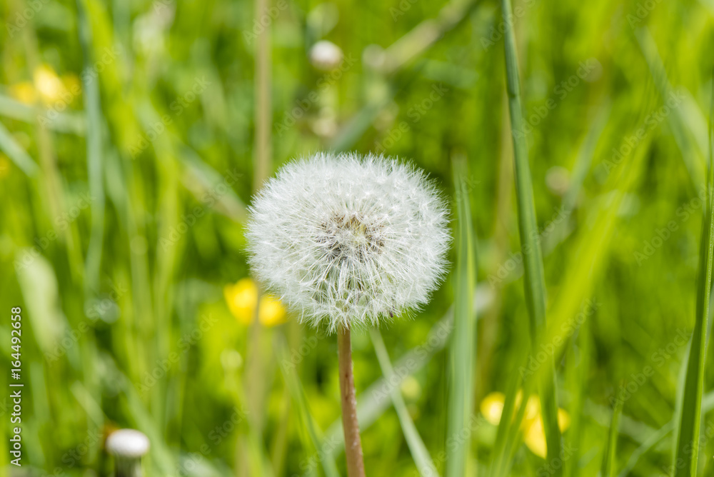 Macro photo of a dandelion against a background of grass Macro photo of a dandelion against a background of grass