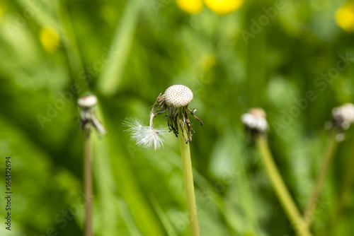 Fototapeta Naklejka Na Ścianę i Meble -  Macro photo of a dandelion against a background of grass