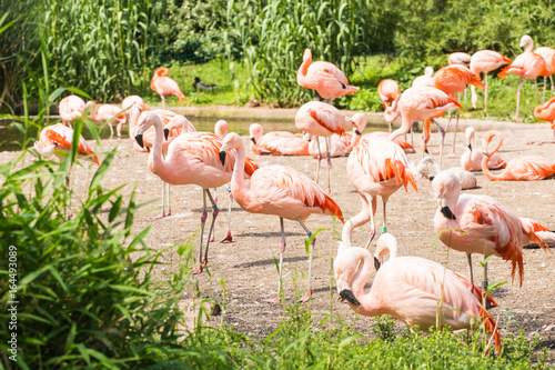 Group of flamingo's , Flamingo resting in the grass. photo
