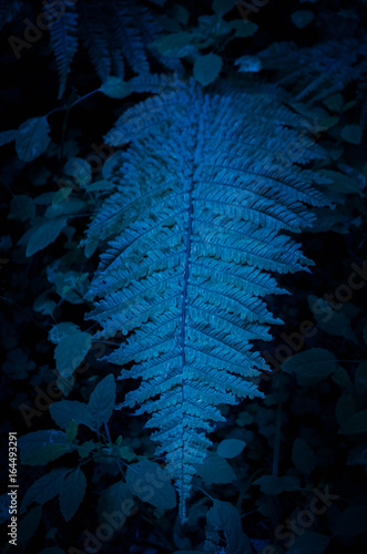 Nature fern as a background photo