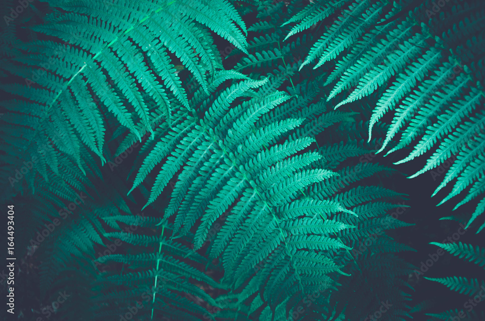 Nature fern as a background - obrazy, fototapety, plakaty 