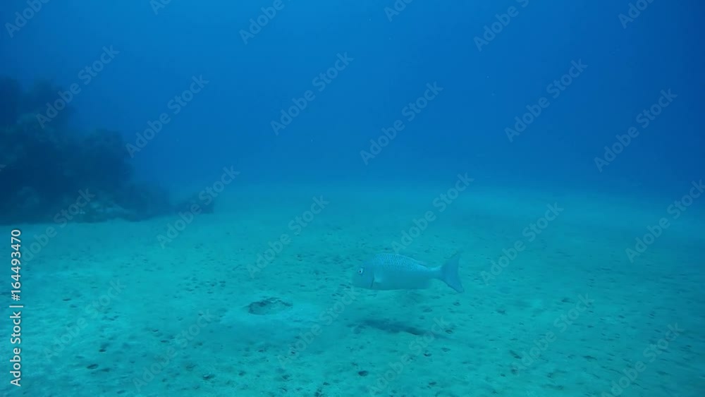 Bridled Pigface Bream above the sandy bottom - Abu Dabab, Marsa Alam, Red Sea, Egypt, Africa
Bridled Pigface Bream above the sandy bottom - Abu Dabab, Marsa Alam, Red Sea, Egypt, Africa