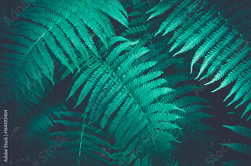 Nature fern as a background