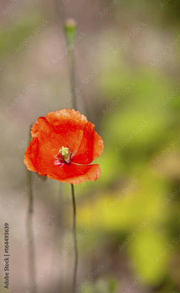 Obraz premium poppy