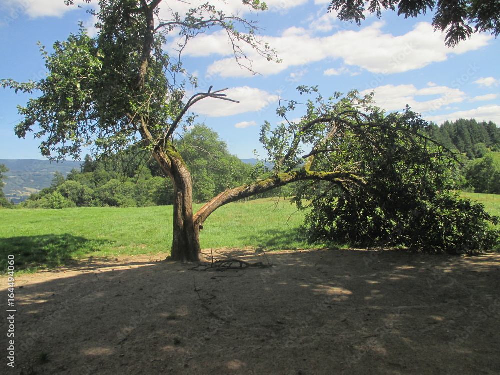 arbres avec branche qui touche le sol