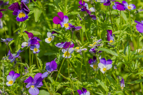 Pansy flowers in the garden