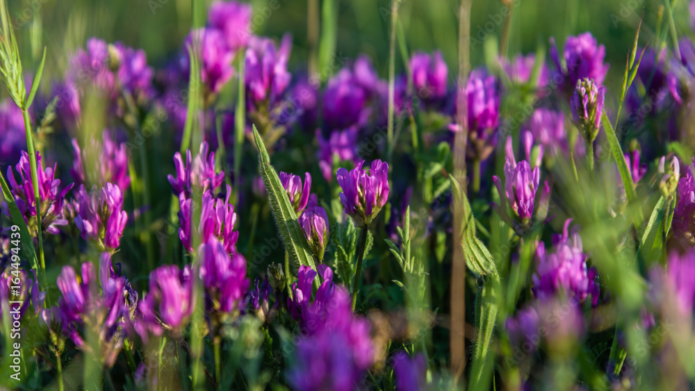 Naklejka premium Purple little flowers under sunlight closeup
