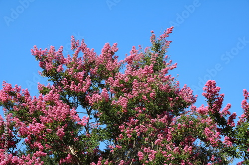 Blooming lagerstroemia indica photo