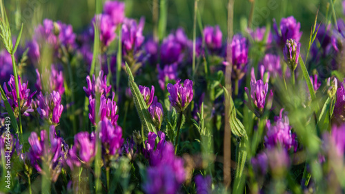 Purple little flowers under sunlight closeup