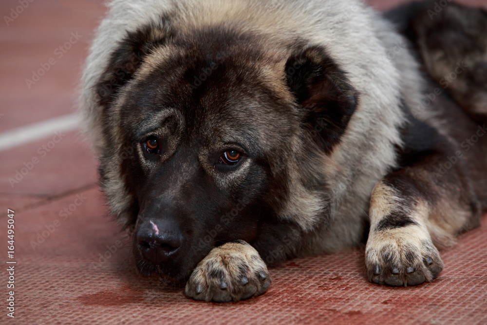 Caucasian Shepherd dog breed Caucasian Shepherd dog breed
