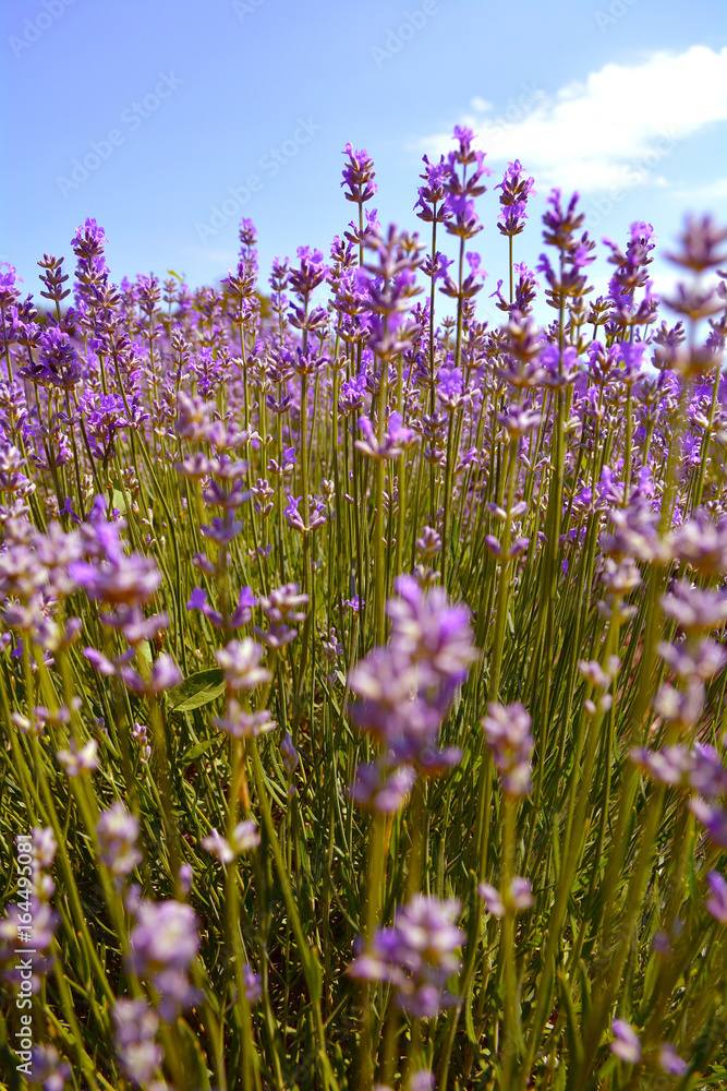 Lavender bushes closeup on sunset. Purple flowers of lavender close up. Provence Ontario, Canada, Prince Edward Country. Lavender bushes closeup on sunset. Purple flowers of lavender close up. Provence Ontario, Canada, Prince Edward Country.