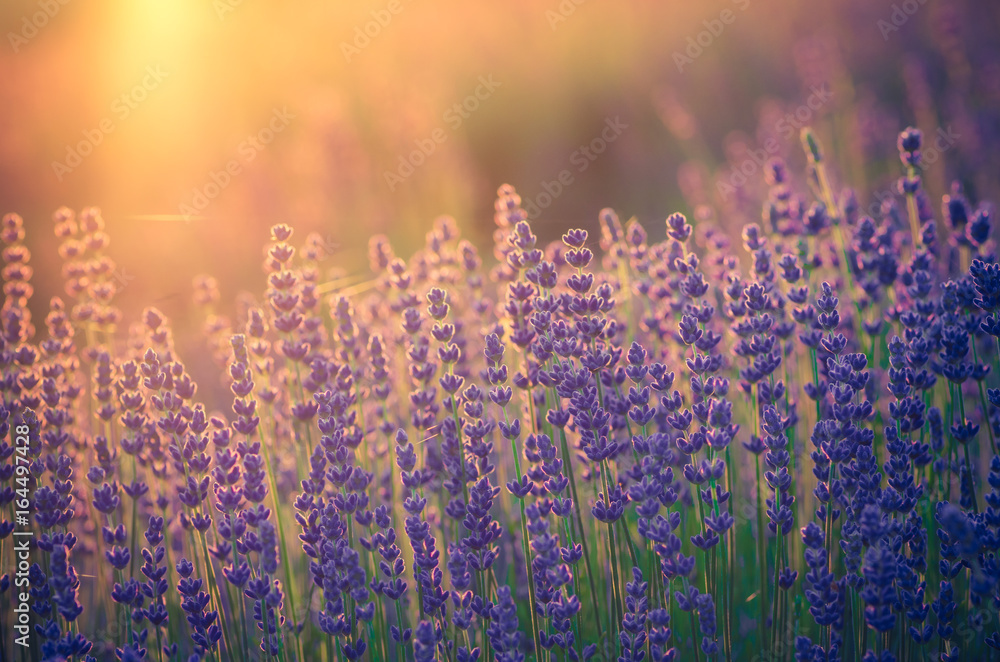 Naklejka premium Lavender flowers, blooming in sunlight