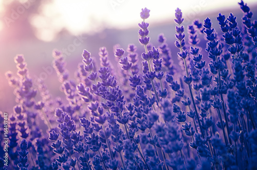 Fototapeta Naklejka Na Ścianę i Meble -  Lavender flowers, blooming in sunlight