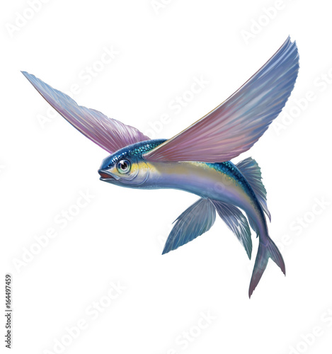 Fotografia Flying fish jumping and flying on white