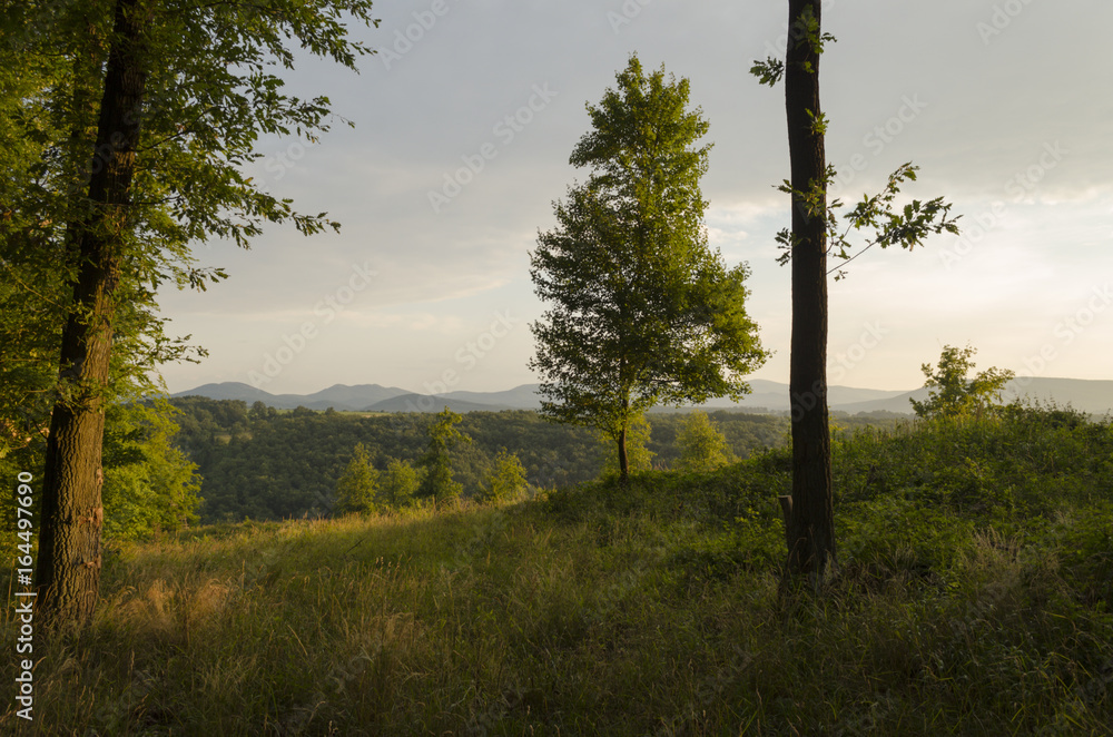 scenic summer forest sight of nature while hiking woods scenic summer forest sight of nature while hiking woods