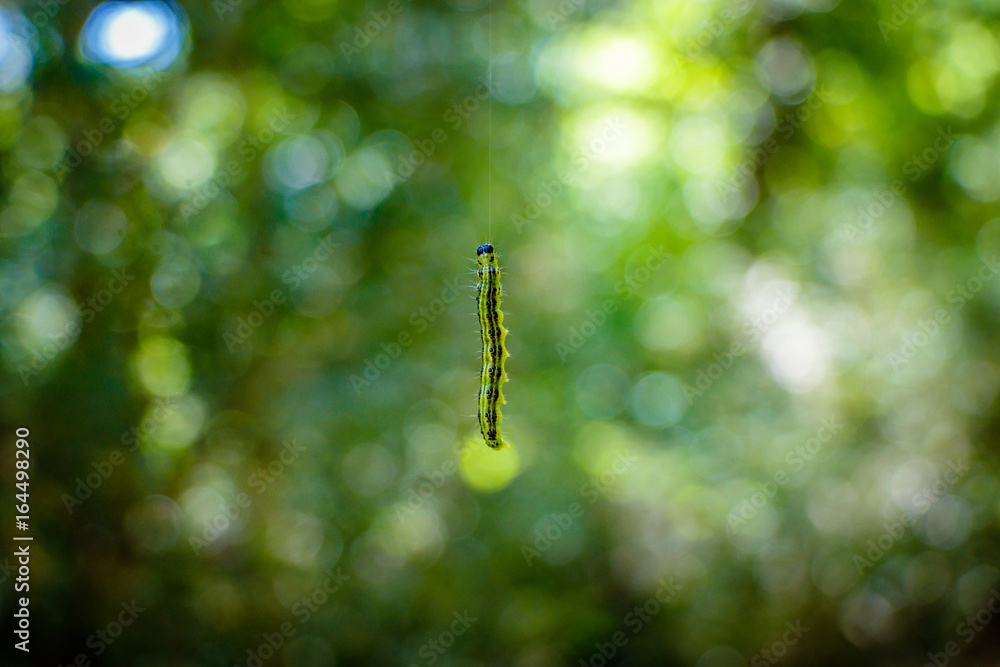 Free hanging caterpillar