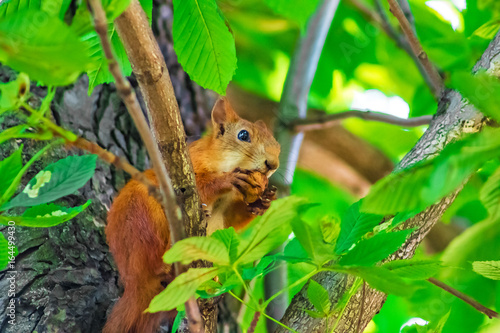 Squirrel sits on a tree  snapshot of the life of animals in the wild