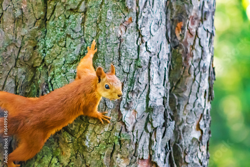 Squirrel sits on a tree, snapshot of the life of animals in the wild