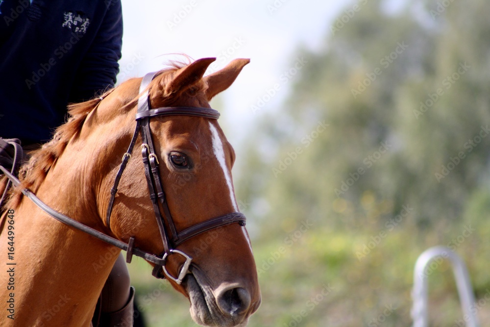 Obraz premium kasztanowa głowa