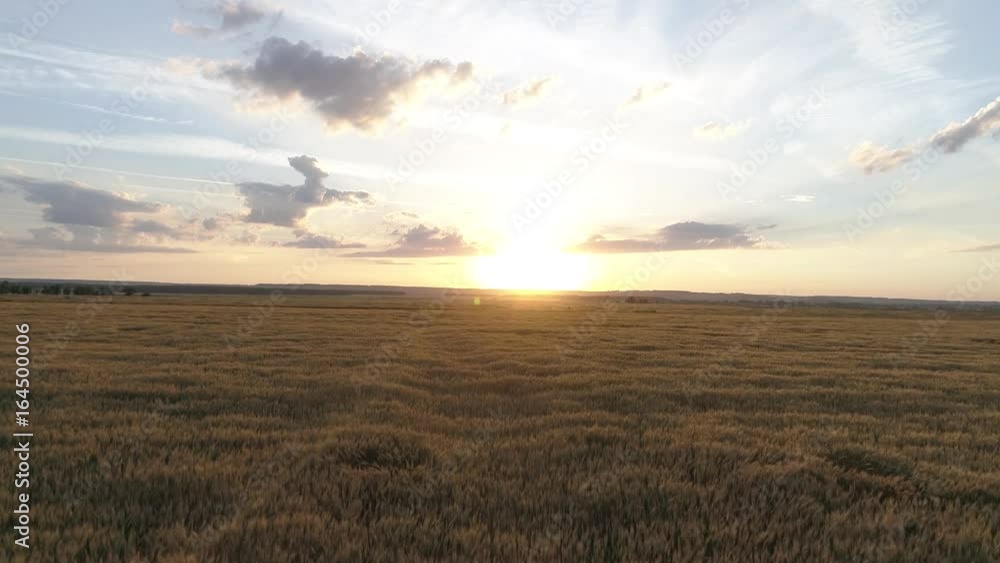 Aerial survey of wheaten golden field at sunset Aerial survey of wheaten golden field at sunset