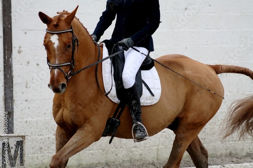 dressage