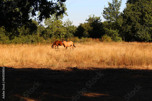  Horses in Saint-Herblain  France  - on 16 July 2017