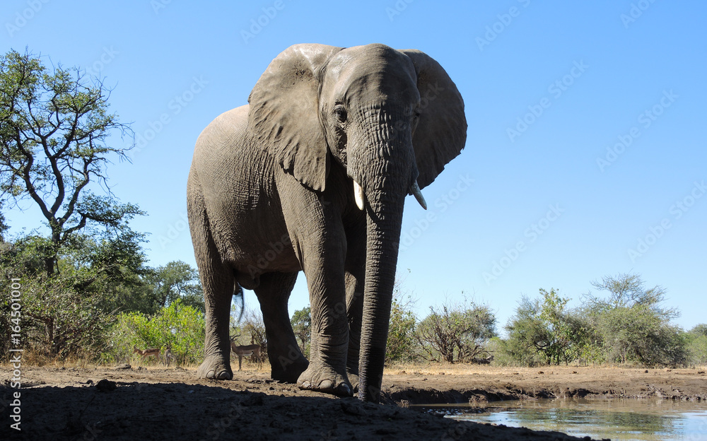 Obraz premium Elefant