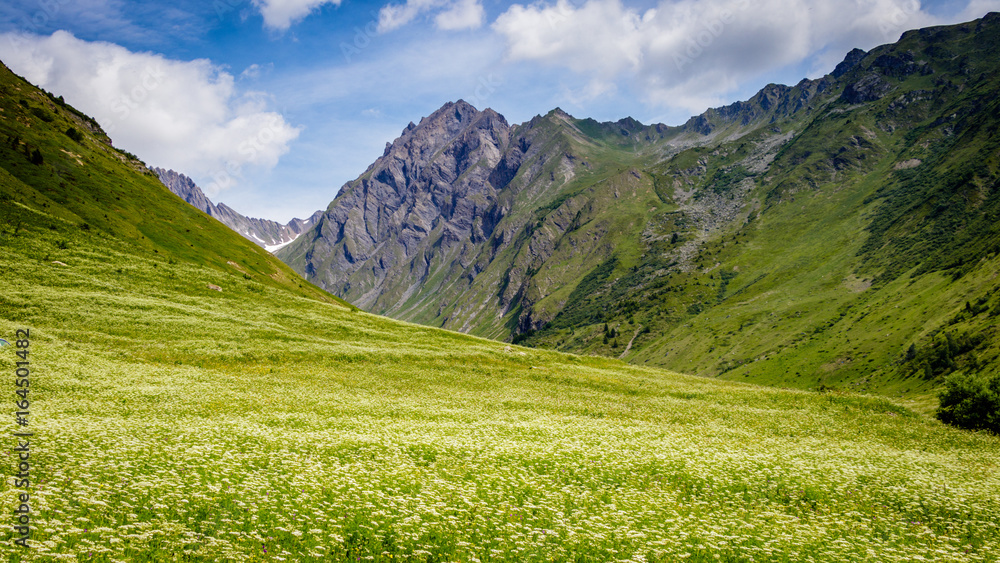 Obraz premium Alp flowers in front of the Roignas which is a beautiful mountain within the French Alps