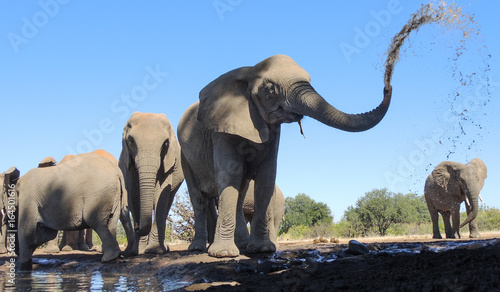 Canvas Print Elefant