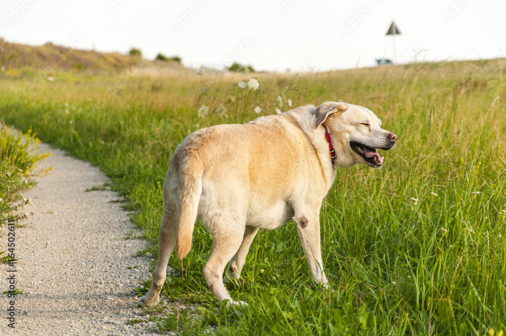 Labrador smiling and walking