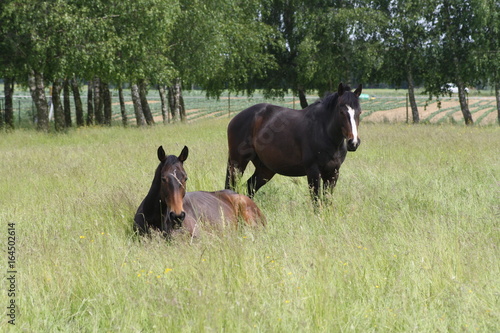 Obraz na płótnie chevaux pature