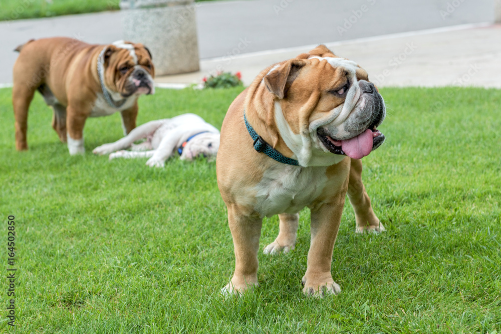 Cute English bulldogs Cute English bulldogs