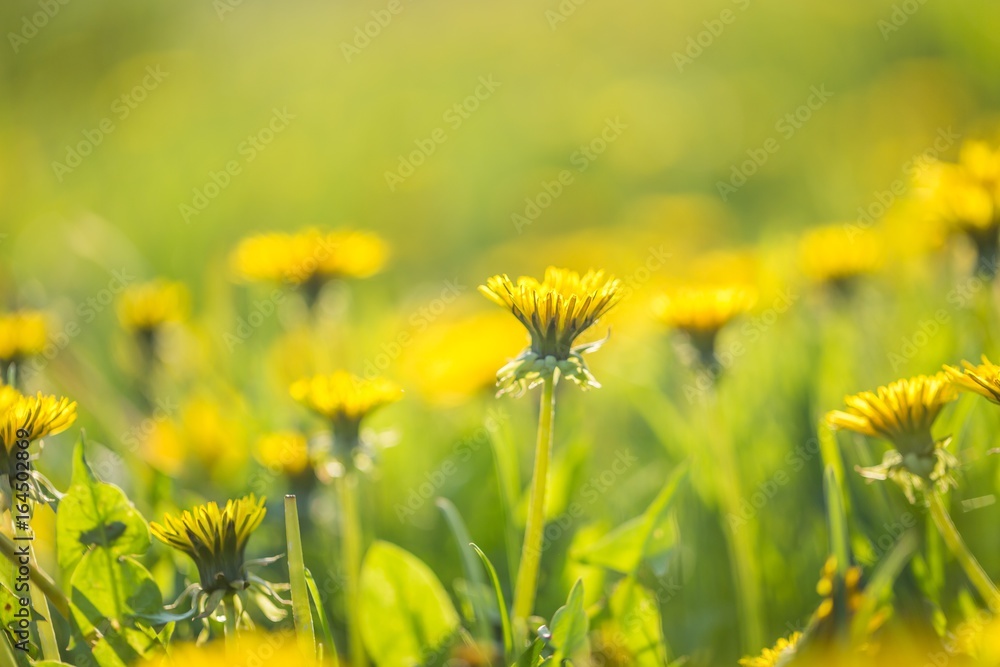 Beautiful yellow dandelions blooming in springtime Beautiful yellow dandelions blooming in springtime