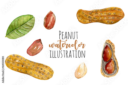 Canvas Print Set of watercolor peanut elements, hand painted isolated on a white background