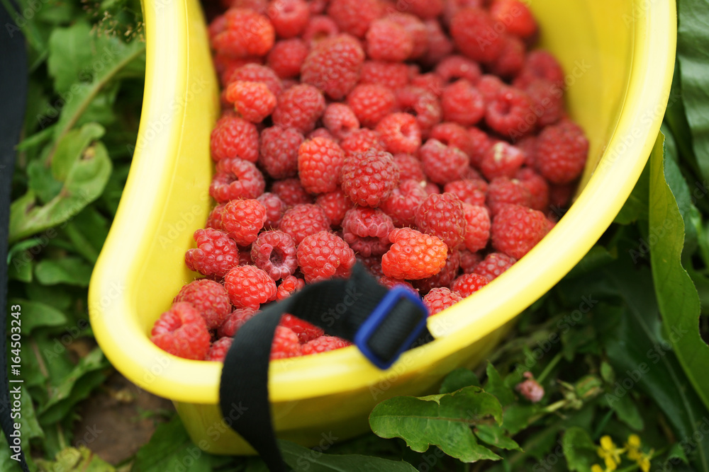 Raspberry in plastic container Stock Photo | Adobe Stock