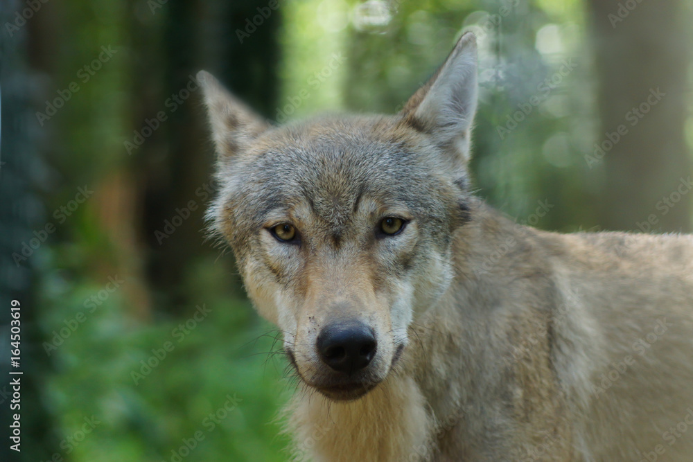 A grey wolf looks at the camera