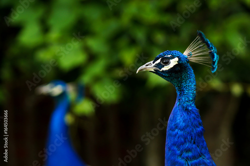 A headshot of a blue male peacock (Indian Pefowl, Pavo Cristatus) photo