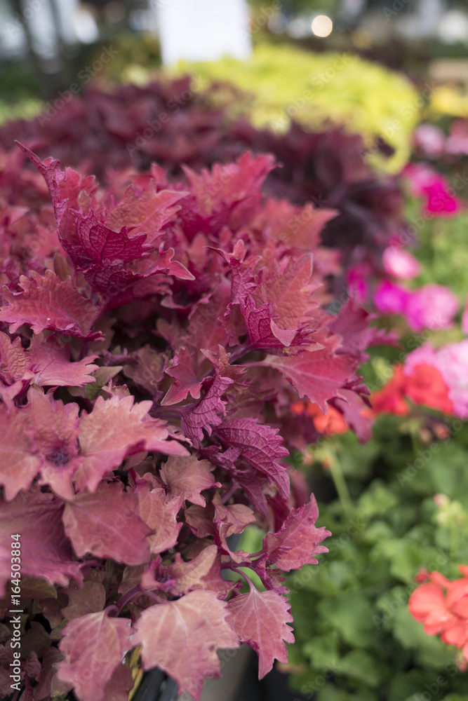 Fototapeta premium Flowers in the market