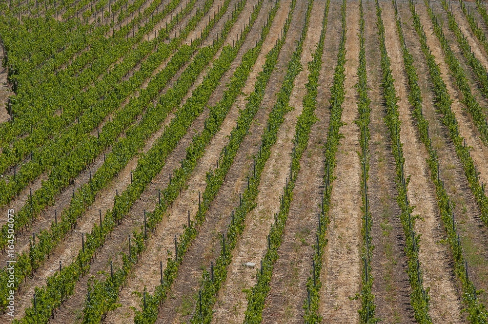 Vineyard structure Vineyard structure
