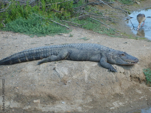 alligator réserve naturelle de sigean
