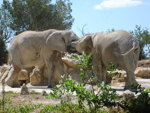 accolade éléphant réserve naturelle de sigean photo