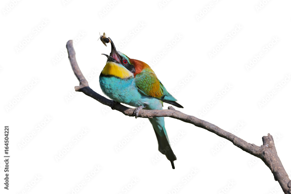 Bee eater poses on isolated background Bee eater poses on isolated background