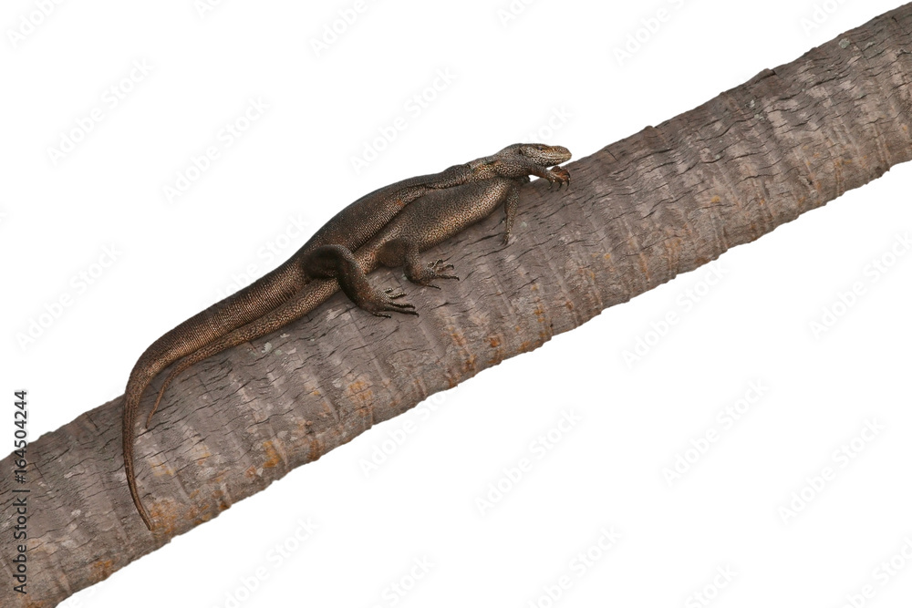 Lizards on the tree isolated background Lizards on the tree isolated background