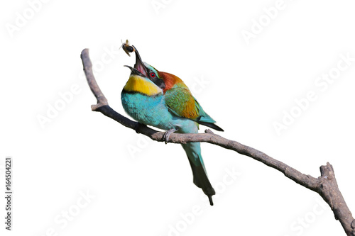 Bee eater poses on isolated background