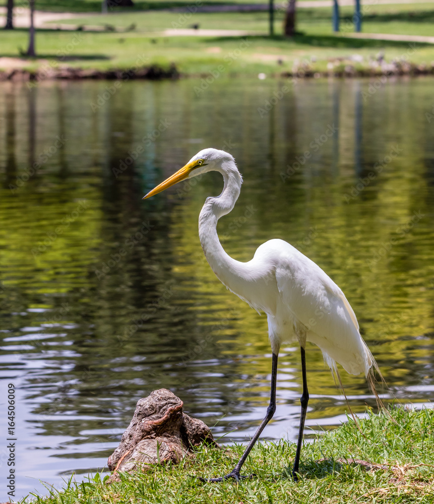 Fototapeta premium A Crane surveys the pond for fish