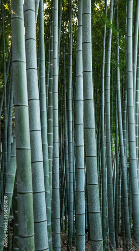 Fototapeta Naklejka Na Ścianę i Meble -  Bamboo forest, Japan